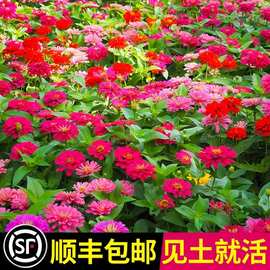 野花组合花种子室外花种籽子四季播种开花庭院绿化百日草花种大全