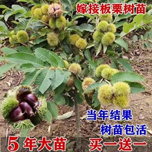 �������޽�������Ϸ������Nֲ�w������Y���ش������������