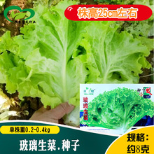 玻璃生菜种子 农田菜园盆栽四季蔬菜绿叶脆甜生菜籽易种植