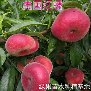 ������ �����t����� �޽��Ҙ��� �S���t����� ���@���Ի���