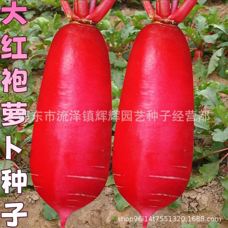 大红袍萝卜种子种籽红皮水果罗卜籽种白心大全菜种红蔬菜孑子