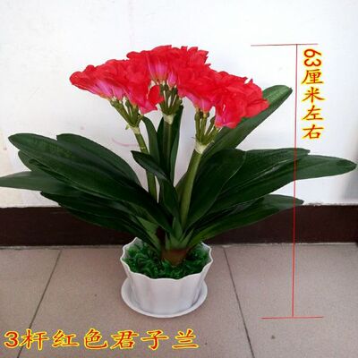 仿真植物盆栽假花塑料花过胶双头 君子兰厂家直销君子兰蝴蝶兰叶|ms