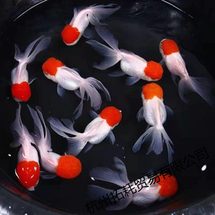 ���\���^�~�^�p�~�Q피t�{���^���~���~�����ˮ�~��ˮ���B�ͻ��~