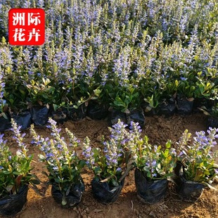 �໨��ǲ�������ľ   �{����ǲ�    ���ݲݻ����� ���NͥԺ����