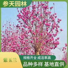 紫玉兰 紫玉兰树批发 红花玉兰树批发 高度6~15公分可选 工程苗木