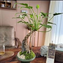 �Ϙ����[С��ʹ����Gֲ�����k�����^�~�辰�����՚��҃�1�Gֲ