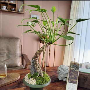 �Ϙ����[С��ʹ����Gֲ�����k�����^�~�辰�����՚��҃�1�Gֲ