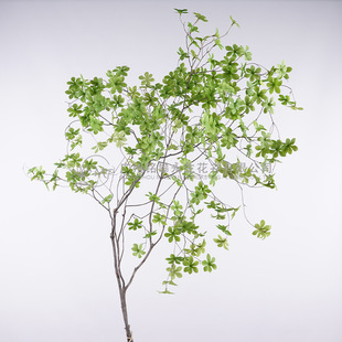 [Japan Bell] Real Branch Net Red Panjing Plant Floor-standing Potted Plant Decoration Indoor Green Plant Bell Tree Wholesale