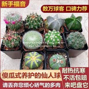 ���������ֲ�����̾p�����_�������������҃��k���҃Ȼ���