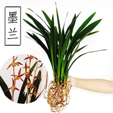 兰花建兰苗春兰墨兰蕙兰直销好养天香素特级花卉室内绿植盆栽盆景