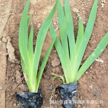 批发老鸢尾水生鸢尾 蓝花黄花鸢尾 湿地绿化景观工程 蓝花鸢尾