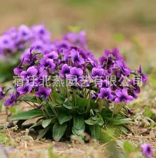 �����ϻ��ض��N���ͺ�����ꎶ��������N�ļ����ѻ��ض��ϻ�����