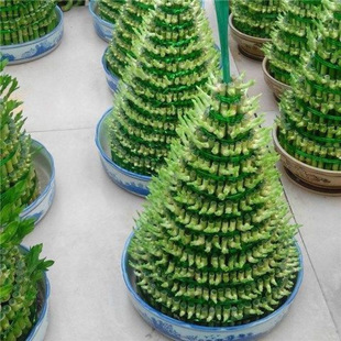 ���� ˮ��ֲ���ݗ�仨���k�����������ԃ����՚�ˮ�B���F����]