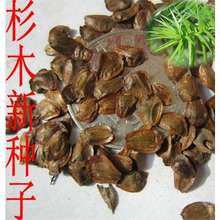 新采杉木种子刺杉种子沙树杉树种子水杉柳杉冷杉落羽杉油杉树种子