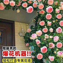 ��1��6���硿�Nޱ�����ٱ��¼��ش�����ֲ���ļ��_��������õ��