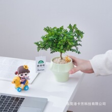 带盆清香木胡椒木盆栽驱蚊草防虫绿植四季好养净化空气吸甲醛
