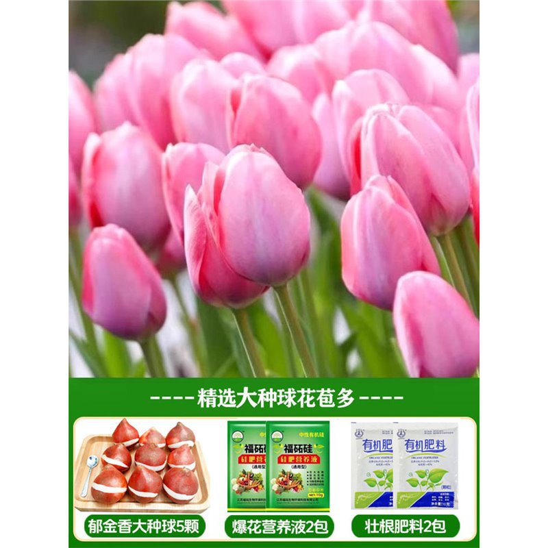 A13 pink tulips 3 large balls + nutrient solution + fertilizer