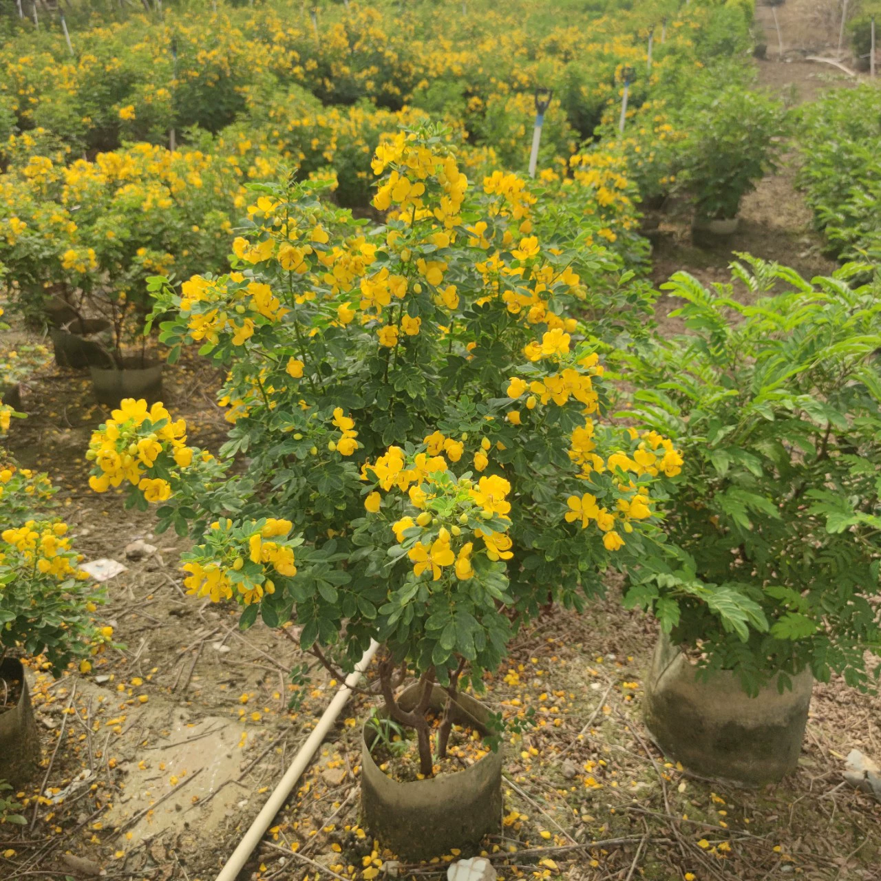 2311 Цветочный сад поставляет двойную стручку