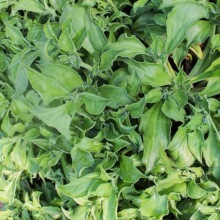 ����ˮ�����˷N�����l�N�������߲��Ϸ��N�ļ������яS�ҵع��~