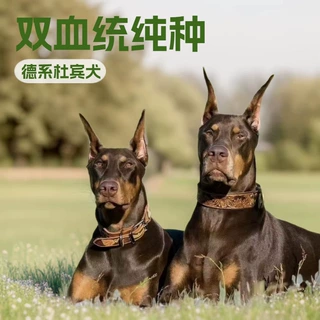 定制双血统德系杜宾犬幼崽防爆犬纯种狗狗大型护卫犬宠物活体狗狗