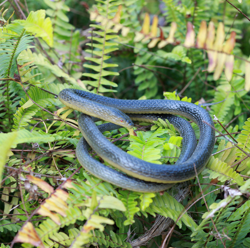 Unique and Creative Full-Set Toy Scary Fake Snake Soft Rubber Green Snake April Fool's Day Simulation Snake Halloween Prop