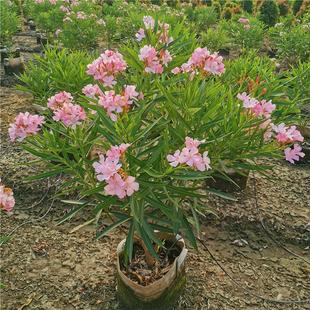 �A���Ҙ���ͥԺ���ܵ��������ļ�����h��Ժ���G��ֲ���ͺ�������