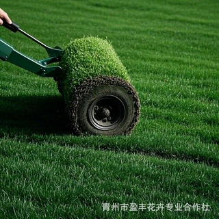 草坪带泥草卷别墅花园绿化四季青黑麦草马尼拉草皮真草带土果岭草