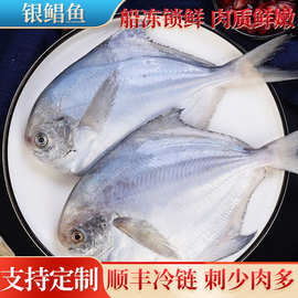 新鲜银鲳鱼海捕冷冻5条白鲳鱼平鱼鲳鳊鱼大鲳鱼非金鲳鱼海鲜水产