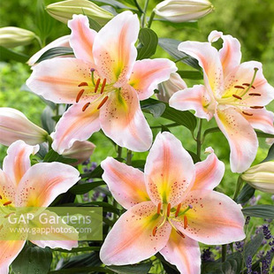 25��F؛�M����ˮ�ٺϷN��|���ٺ�ϵ�аٺ���G�@���_���������