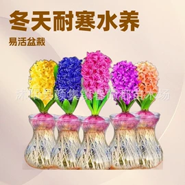 种子;灌木;乔木