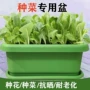 长方形耐用种植家庭花盆