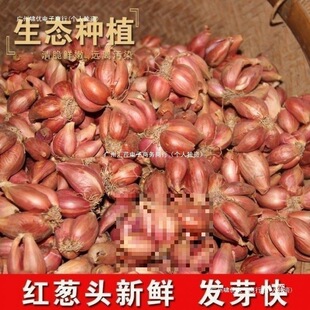 �Nֲ�ɻ��[���[�t�[�^�S�[�[��ե���Ԏ�ѿ��Ȼ�ļ�С�[���Ĵ�