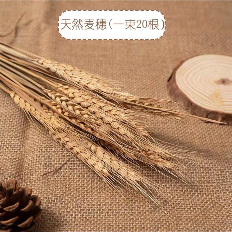幼稚園の秋の環創自然角のテーマ秋の干物教室の廊下に植物活動の国風活動の展示を配置します。|undefined
