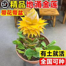 地涌金莲盆栽带花苞千瓣红莲花云南花卉植物四季开室内外好养包活