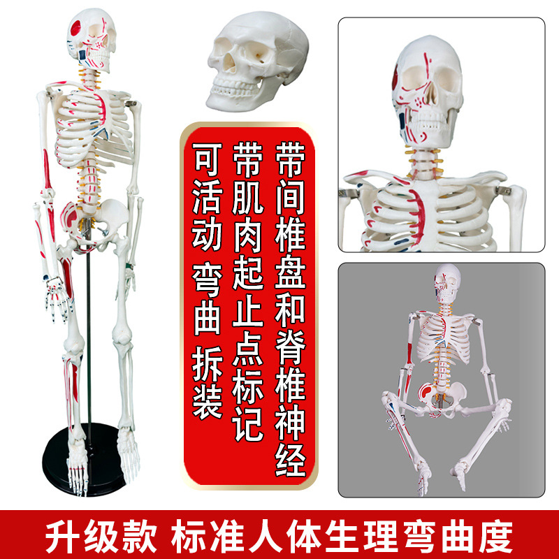 Physiological realistic removable skeleton, medicine toy, human bone
