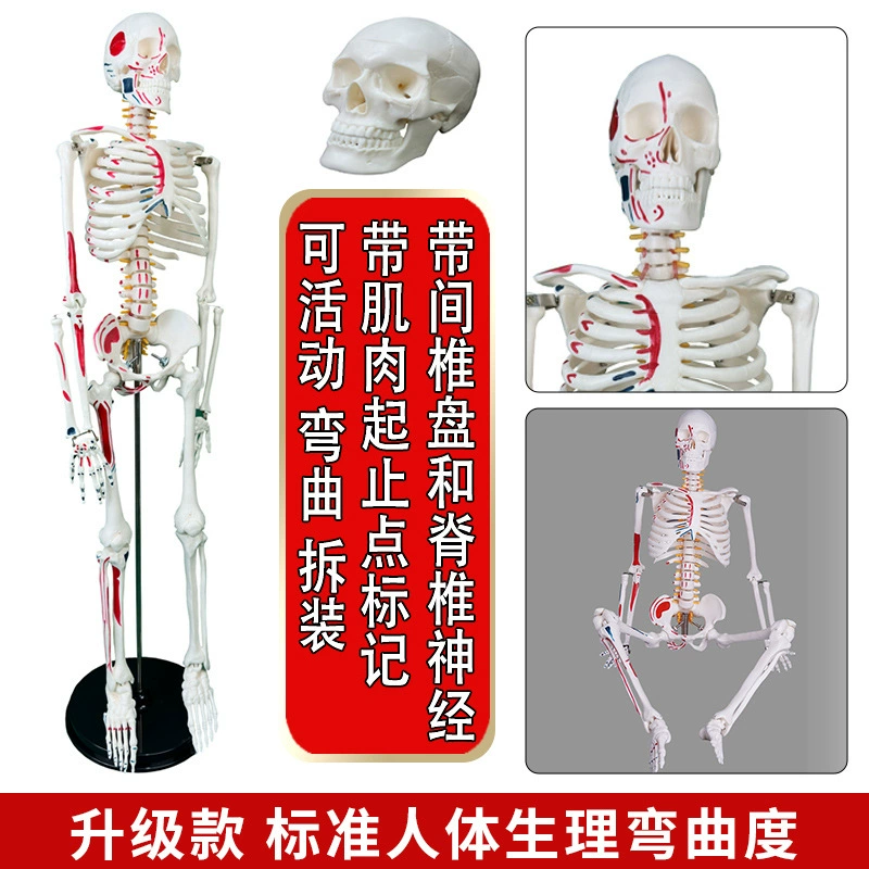 Physiological realistic removable skeleton, medicine toy, human bone