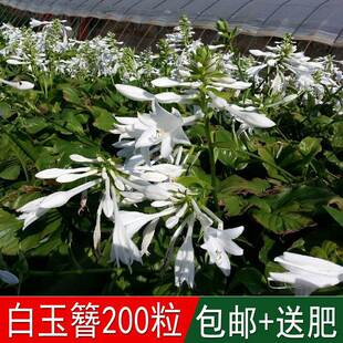 Perennial Herbaceous Garden Flowers, Evergreen All Year Round, White Crane Fairy White Jade Hairpin Seeds, Jade Spring Stick White Calyx Seeds