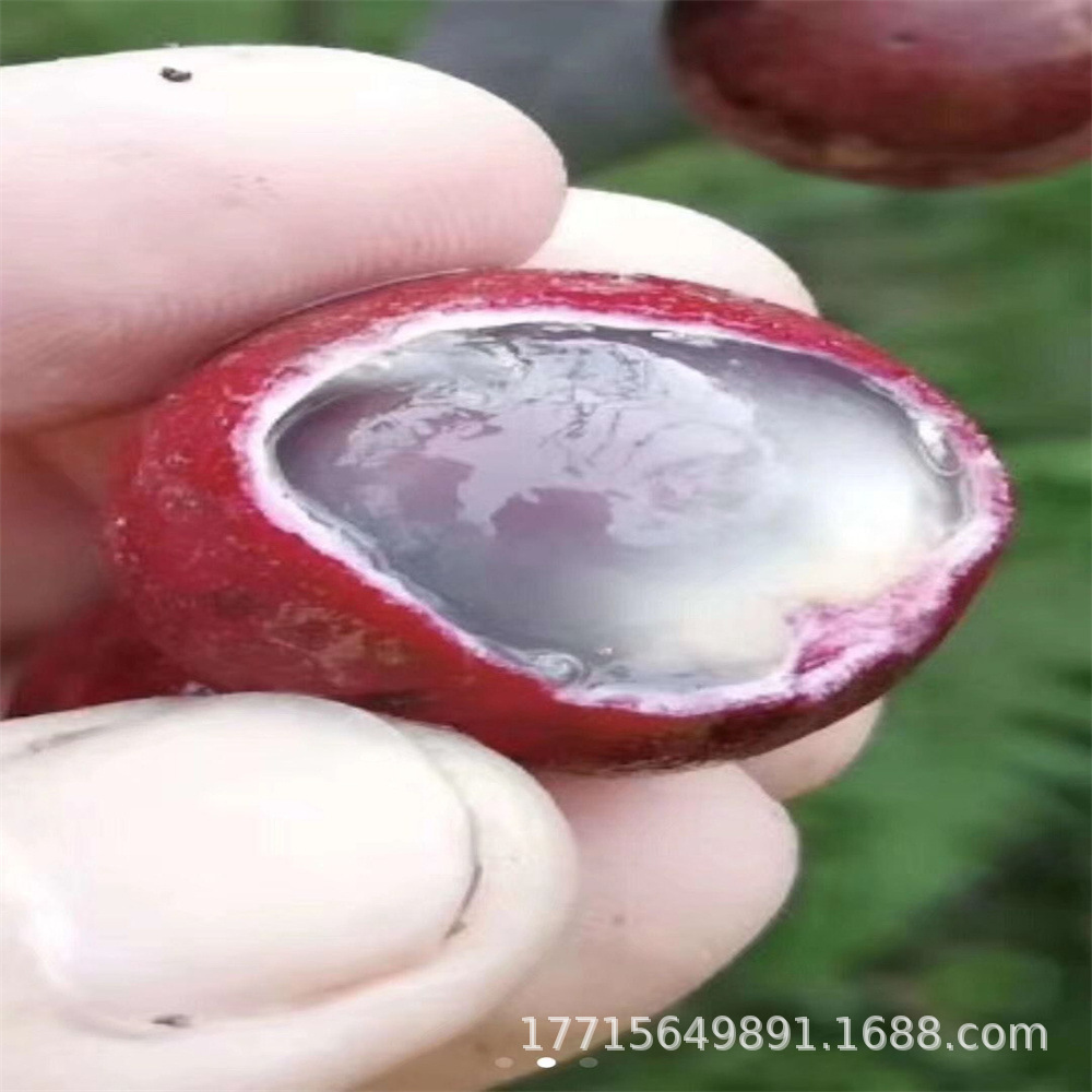 无核龙眼苗树嫁接石硖储良四季龙眼桂圆苗红皮龙眼当年结果庭院