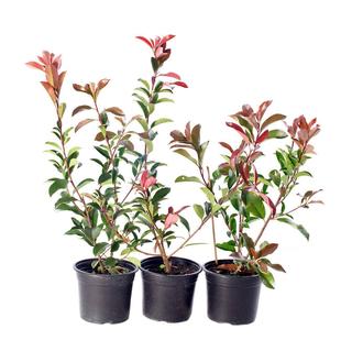 Red Leaf Heather Saplings, Tree Ball Plants, Four-Season Evergreen Courtyard Greening Seedlings, Potted Red Robin Green Fence Seedlings