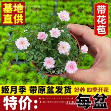 ���l����Ů��õ���辰���Ի����ձ��ļ��_���¼�����΢���Nޱ
