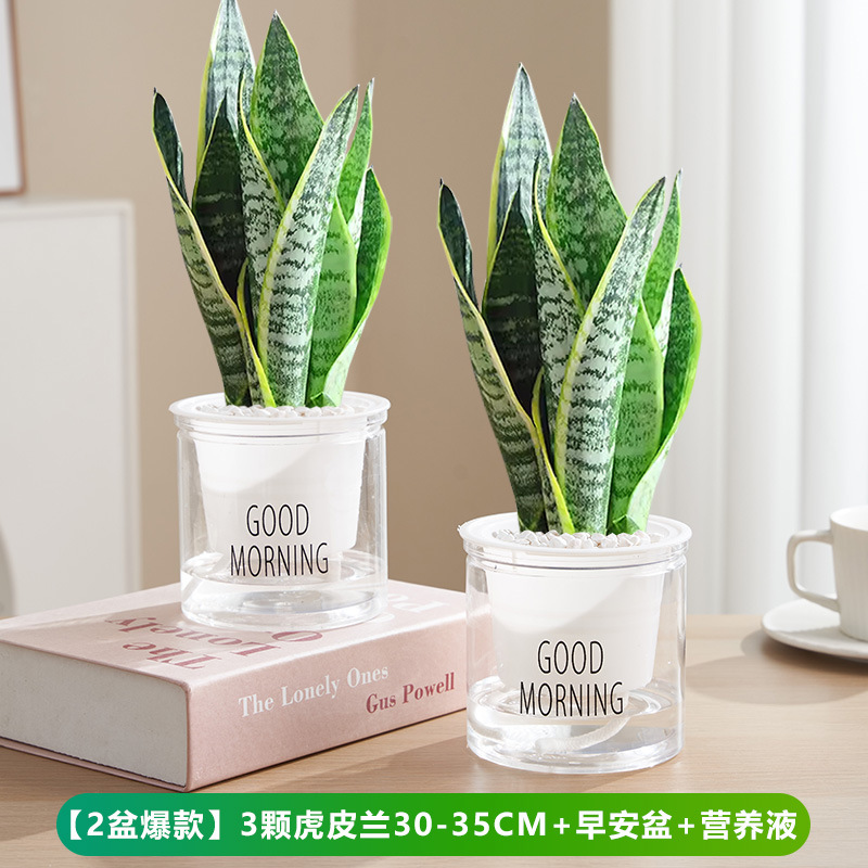 [인기 화분 2개] 호랑이 난초 30-35cm 3개 + 굿모닝 화분 + 영양액