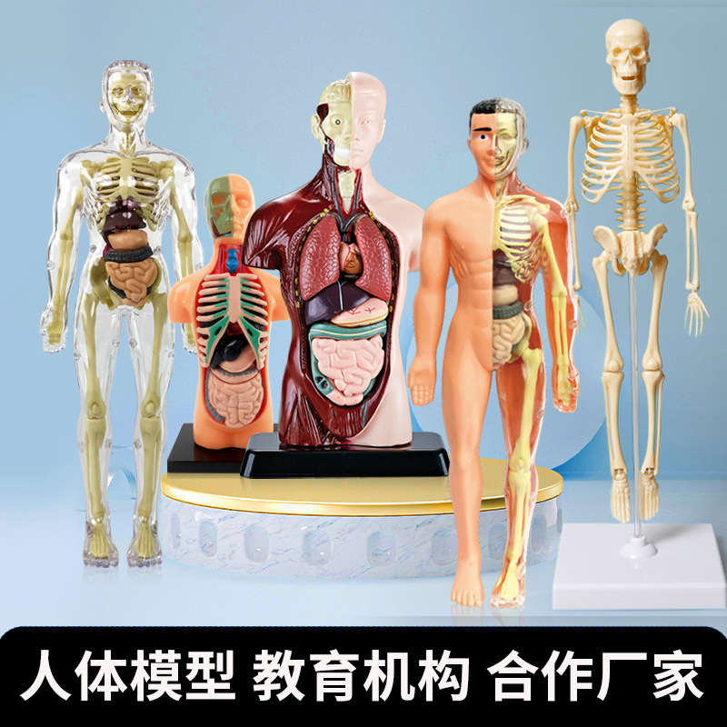 Transfronterizo pequeño modelo de esqueleto humano Amazonas esqueleto de cuerpo completo DIY infantil educación temprana juguetes de maniquí humano