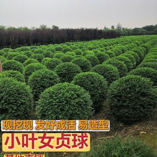 Courtyard Landscaping Small-Leaved Ligustrum Ball Golden Four-Season Evergreen Ligustrum Ball Red Leaf Stonebush Engineering Villa