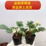 四季种植庭院地栽草莓苗