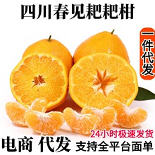 四川春见耙耙柑一件代发耙耙柑水果粑粑柑橘子非丑橘批发代发包邮