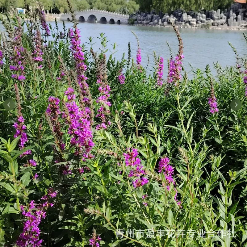 Рассада цветов водных растений нуфар устойчива к холоду и засухе, легко выращивает многолетние цветы в любое время года, инженерные зеленые цветы для ландшафта двора.