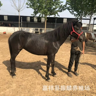 温顺健康的骑乘马山东养马场 伊犁马蒙古马娱乐休闲骑乘