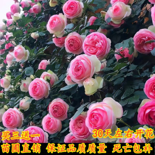 �ٱ��¼���ͥԺ����ֲ���҃Ȼ�������õ�������Nޱ��ɫ��ɳ��ʯ