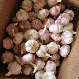 蒜;洋葱;脱水蔬菜