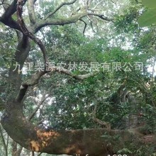 弯曲乌桕 弯曲紫薇 弯曲榔榆  弯曲鸡爪槭  弯曲罗汉松
